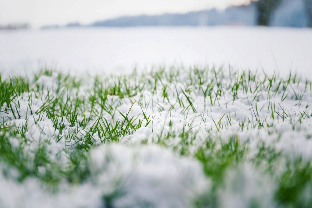 maintaining lawn during frosty season