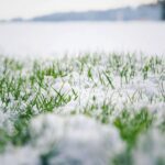 maintaining lawn during frosty season